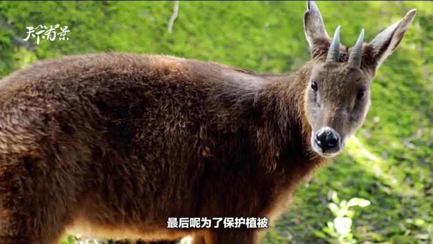 新澳2025今晚開獎資料四不像解析，新澳2025今晚開獎資料深度解析與四不像揭秘