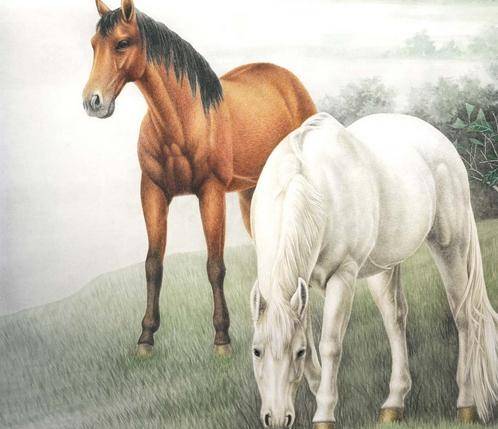 奧門今晚特馬四不像生肖圖的神秘面紗，揭秘澳門今晚特馬四不像生肖圖的神秘面紗