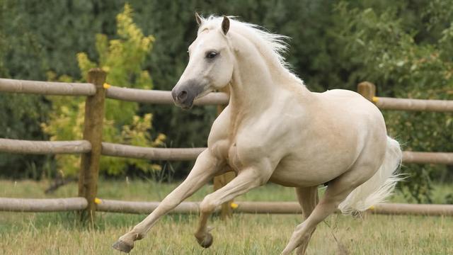 奧門今晚特馬四不像生肖圖，探尋背后的神秘文化，探尋澳門特馬四不像生肖圖的神秘文化之旅